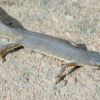 Smooth newt (4)