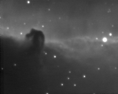 Horsehead Nebula - Fat Tail Deconvolved 8" RC 11x600s in Hydrogen-Alpha
