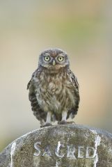 2013-07-19 - Little Owl