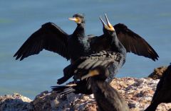Cormorants 3