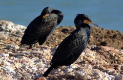 Cormorants 2