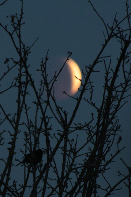 lunar eclipse 2010 12 21 c