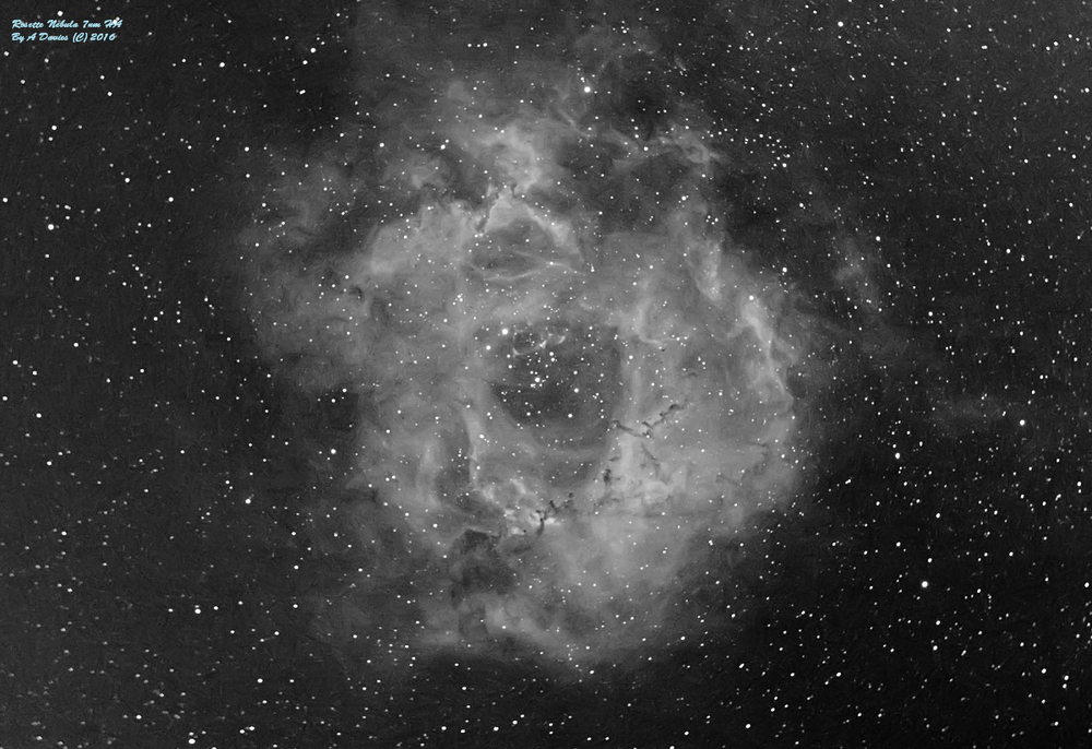 Rosette 7nm HA - R only to greyscale small.jpg