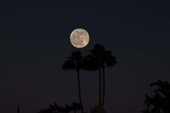 Moon over Palm trees