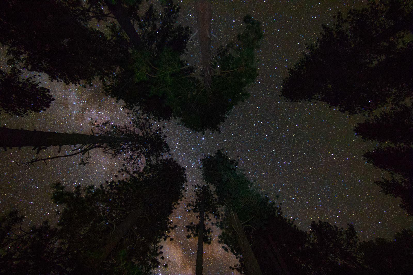 Trees And Stars (1 of 1)